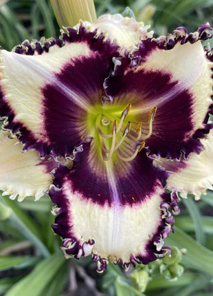 Daylily Hybrid Flowers Seeds, Hemerocallis Hybrid, 20pcs/pack