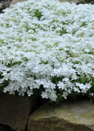 💐Vibrant Tapestry of Color ✨Creeping Phlox Seeds, Shibazakura Seeds