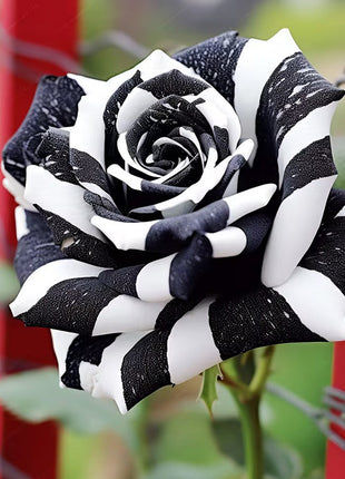 Rare Black & White Rose