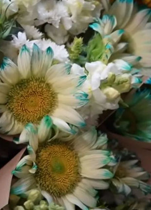 Blue Lace Sunflower Seeds