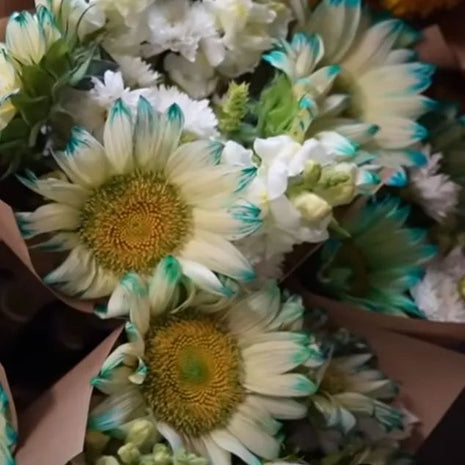 Blue Lace Sunflower Seeds