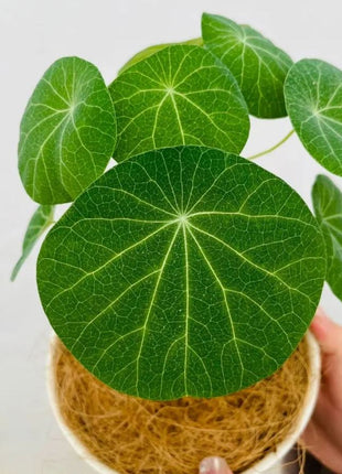 🌲Stephania Erecta Climbing Greenery🌿A Vine Adventure