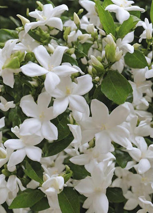 Jasmine Flower Seeds - 100Pcs Aromatic White Blossoms for Indoor Outdoor Use Easy to Grow High Germination Rates Perfect for DIY Gardening and Nature-Inspired Home Decor