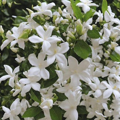Jasmine Flower Seeds - 100Pcs Aromatic White Blossoms for Indoor Outdoor Use Easy to Grow High Germination Rates Perfect for DIY Gardening and Nature-Inspired Home Decor