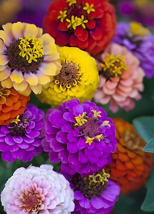 🌺Double Dwarf Zinnia Seeds