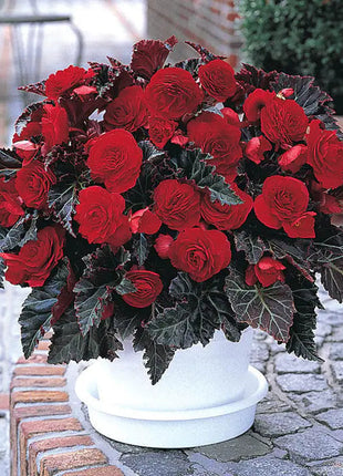 100pcs Switzerland Bloody Begonia Flower Seeds