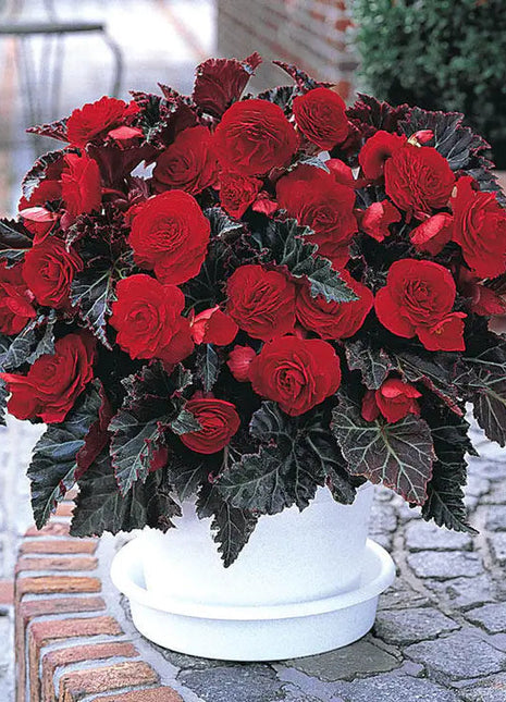 100pcs Switzerland Bloody Begonia Flower Seeds