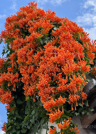 🏵️Pyrostegia Venusta Climing Flower Seeds