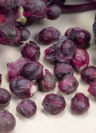 Brussels Sprouts Redarling F1