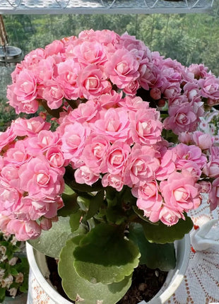 Kalanchoe Seed Garden Planting