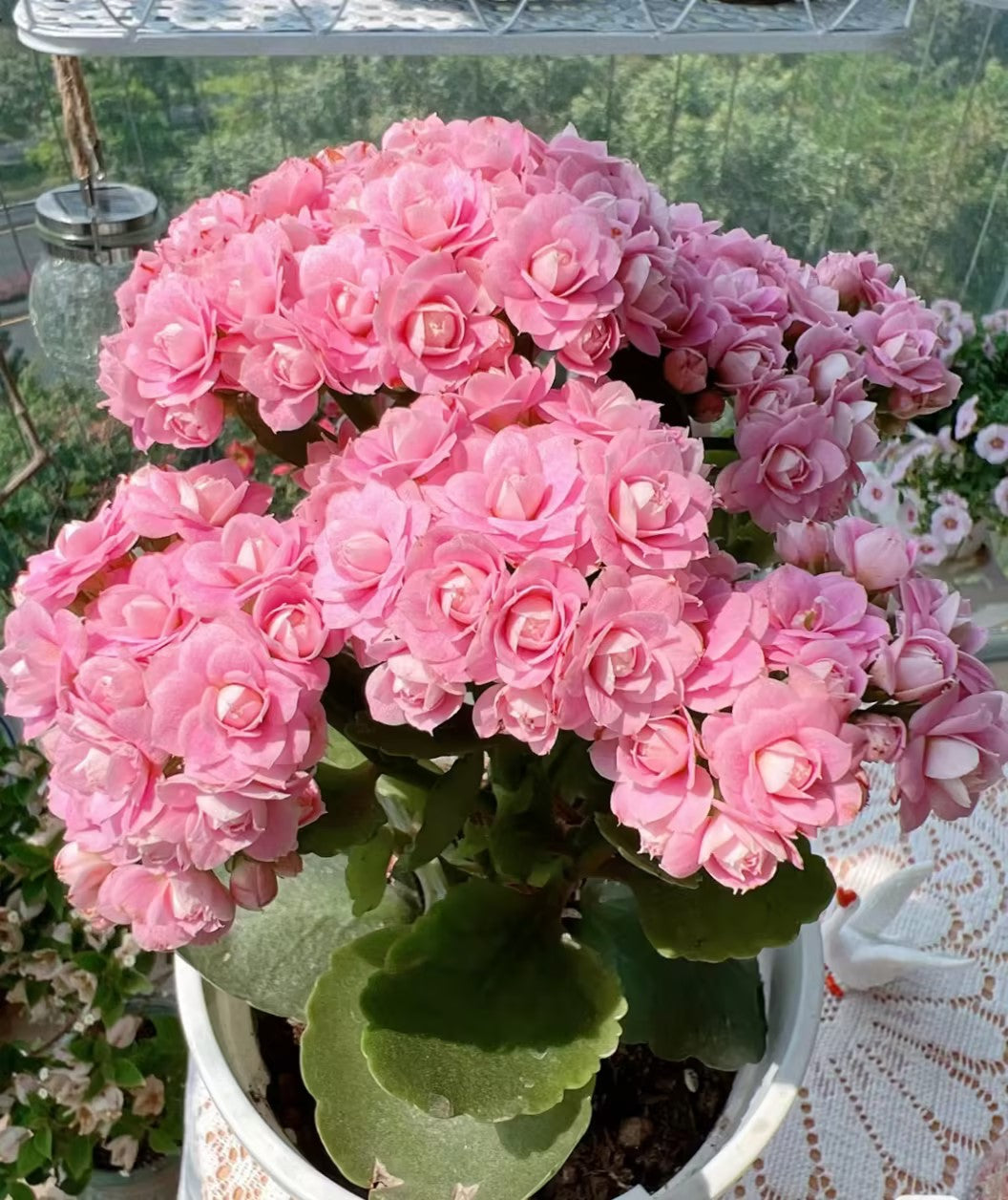 Kalanchoe Seed Garden Planting