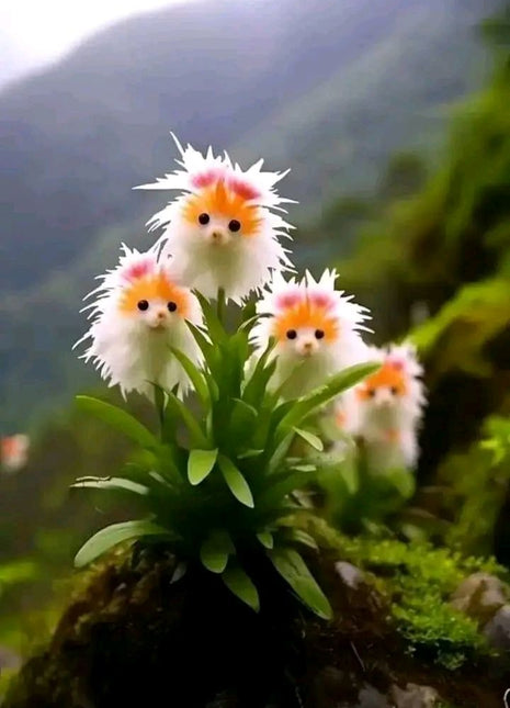 Amazing plants! Cat's eye dazzle - Orange pink