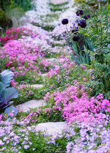 Perennial Cluster Phlox , Shibazakura Seeds