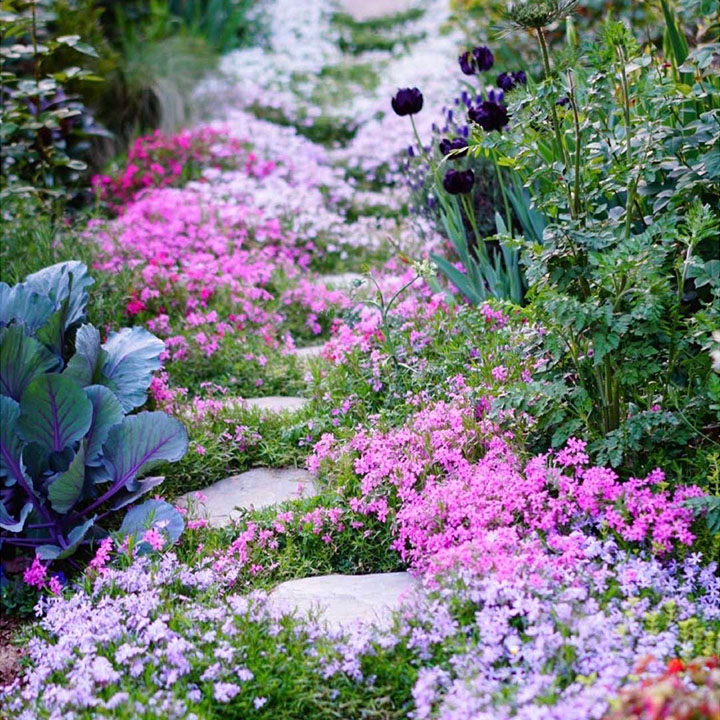 Perennial Cluster Phlox , Shibazakura Seeds