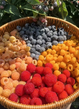 Giant Raspberry Seeds -92% Germination🌱