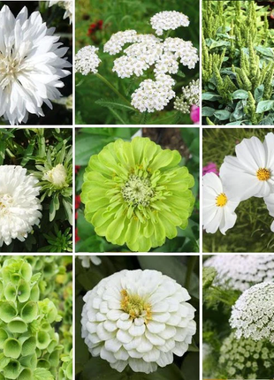 Green with Envy Flower Seed Mix