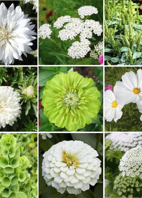 Green with Envy Flower Seed Mix