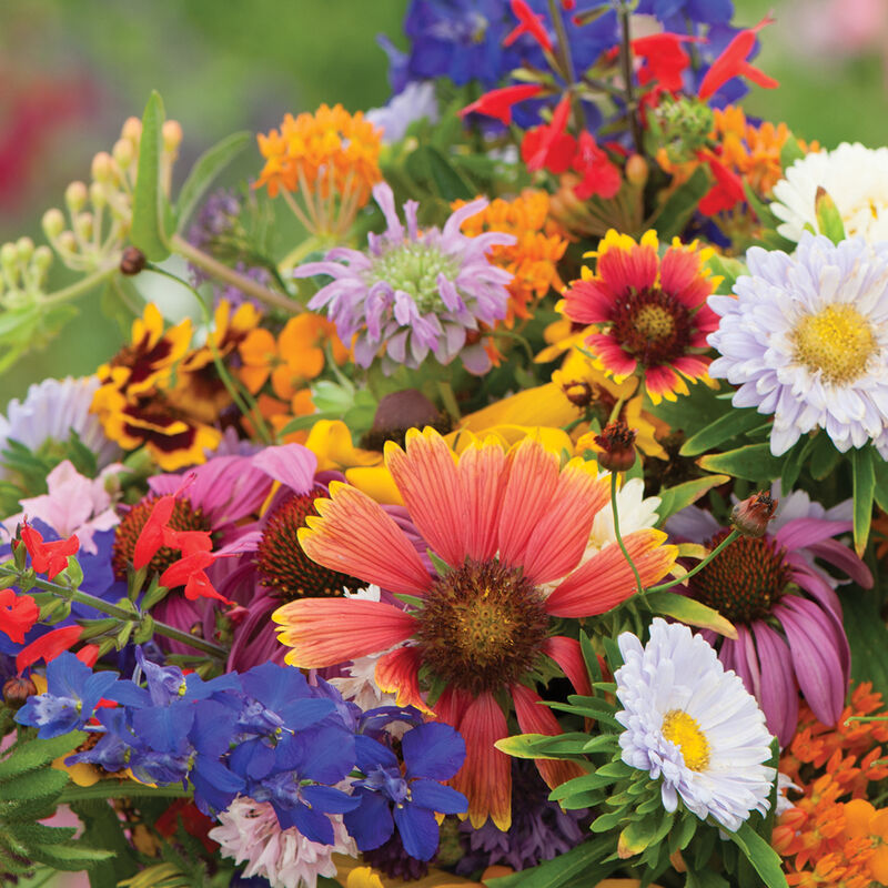 Mixed Wildflower Hummingbird Seeds