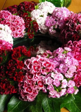 WEE Willie Dwarf SWEET WILLIAM Mixed Colors Dianthus Barbatus Flower Seeds