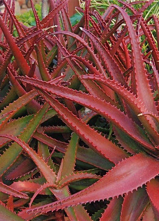 50Pcs ALOE CAMERONII - Red Aloe Vera