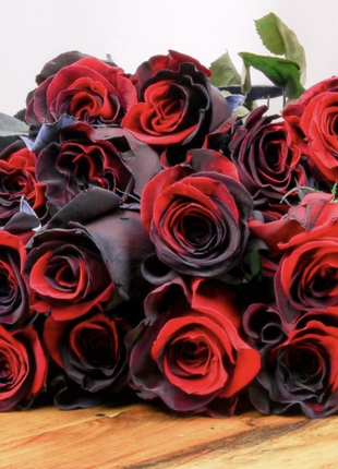 Twin Red Black Rose