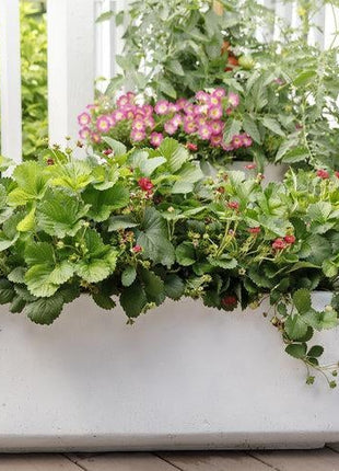 Tomato Cherry Pink Grape