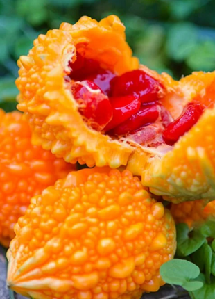 Lai Grape Seeds for Garden Bitter Gourd Seeds