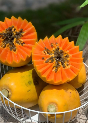 Organic Papaya Tree Seeds Heirloom Edible