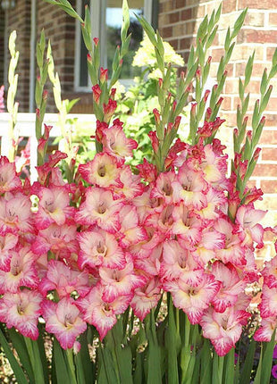 Gladiolus Flower