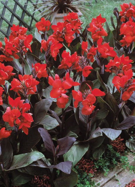 Canna Lily flower seeds, perennial, beautiful bonsai plant