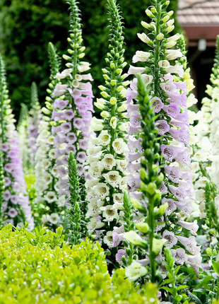 Foxglove Seeds Digitalis Purpurea Seeds