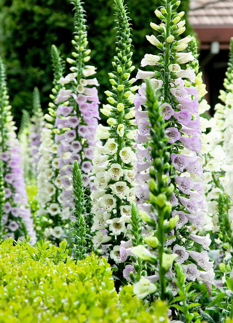 Foxglove Seeds Digitalis Purpurea Seeds