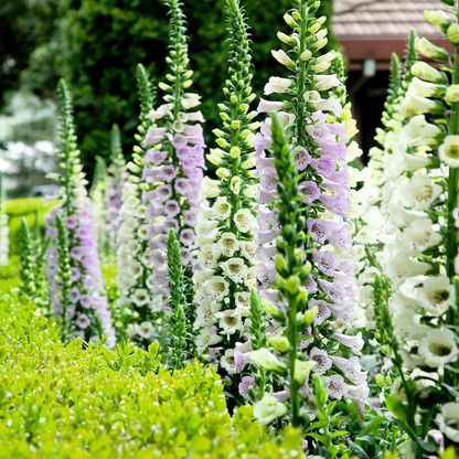 Foxglove Seeds Digitalis Purpurea Seeds