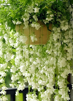 🌼Weeping Jasmine Seeds - White Jade Butterfly