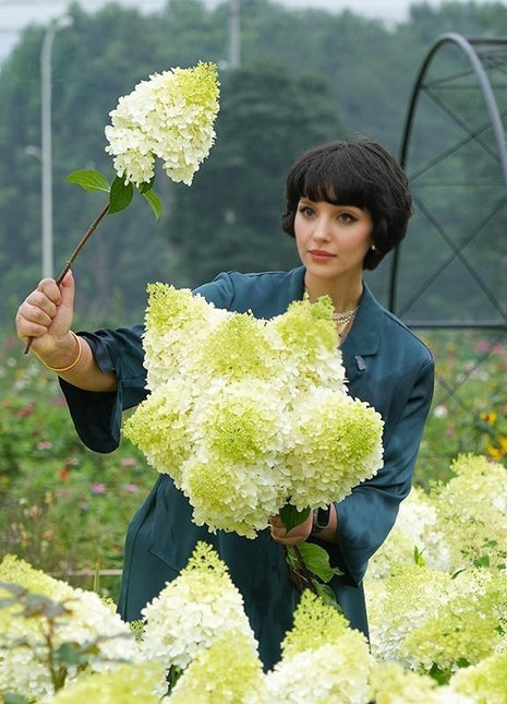 Premium White Hydrangea Seeds - 200+ Seeds Per Pack for Gorgeous Garden Blooms