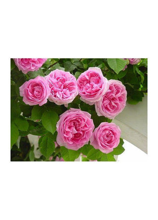 50pcs/Bag Climbing Rose Seeds