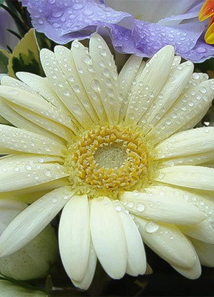 Creamy white gerbera flower seeds, sunflower