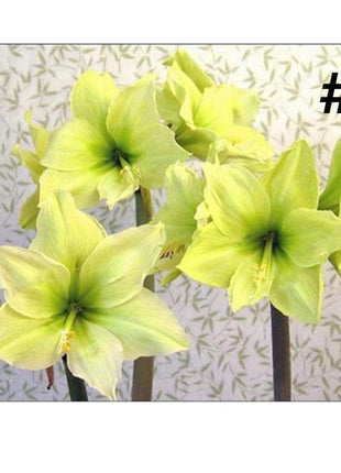 50pcs Hippeastrum Rutilum Seeds Bonsai Home Garden Balcony Plants