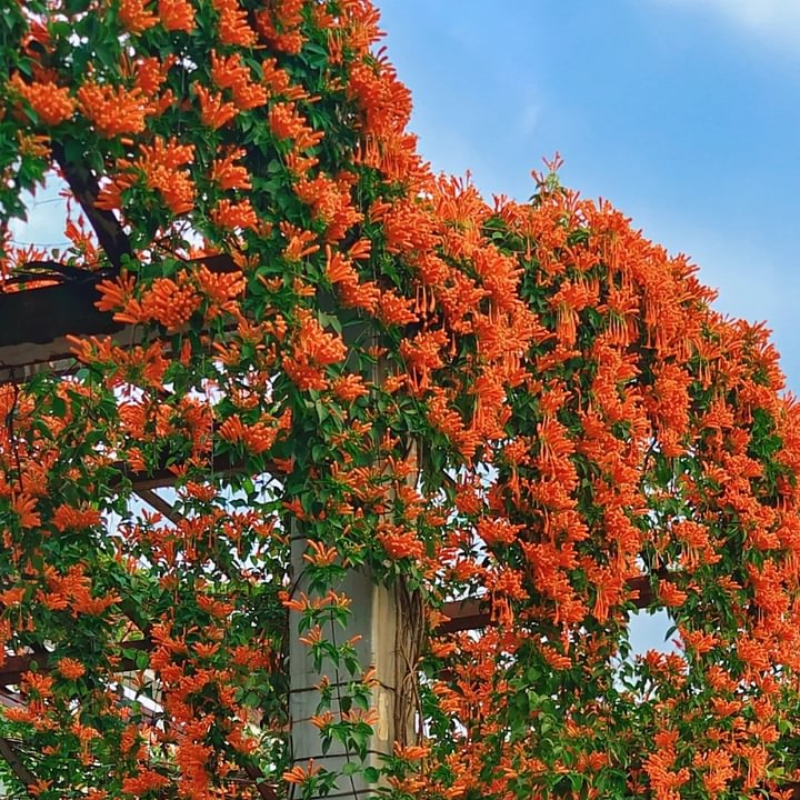 Mixed Climbing Flower Seeds -Over 30 kinds mixed