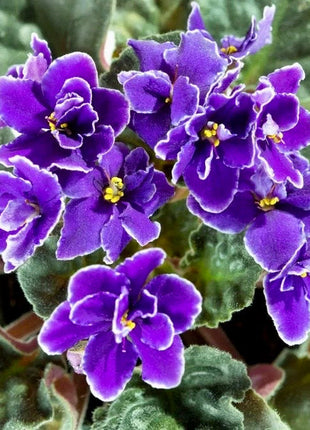 Mixed Miniature Variegated African Violet Seeds