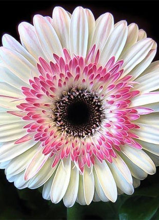 Pink white gerbera flower seeds, sunflower