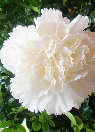 Multi-color Carnation Seeds