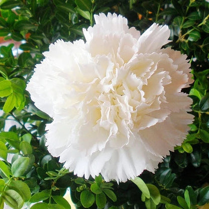 Multi-color Carnation Seeds