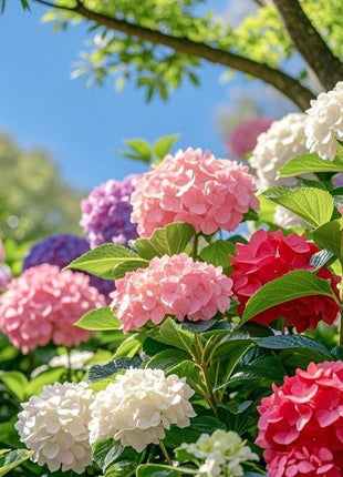 200 PCS Mixed Color Hydrangea Seeds, Easy to Grow, Ideal for Family Gardens, Small Spaces & DIY Floral Arrangements