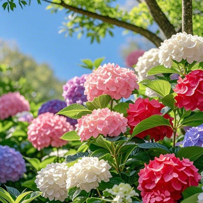 200 PCS Mixed Color Hydrangea Seeds, Easy to Grow, Ideal for Family Gardens, Small Spaces & DIY Floral Arrangements