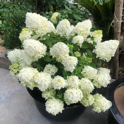 🌺Panicle Hydrangea Flowers Seeds—Mixed Color Plants—Home Garden Flower Seeds