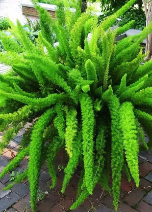 Asparagus Meyeri 'Foxtail Fern' Seeds