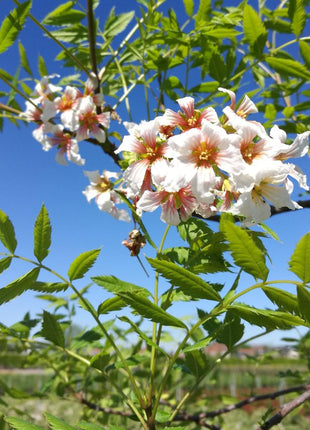 Xanthoceras Sorbifolia, Raintree Flower Seeds