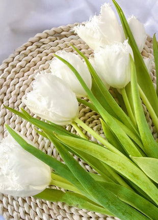 Bonsai Rare Color Tulip Seeds