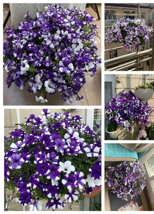 🌸The Latest Petunia Varieties In 2024